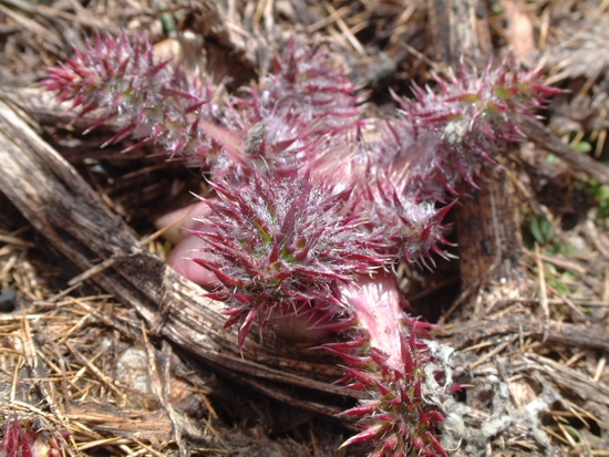 pianta grassa? No, plantula di asteracea